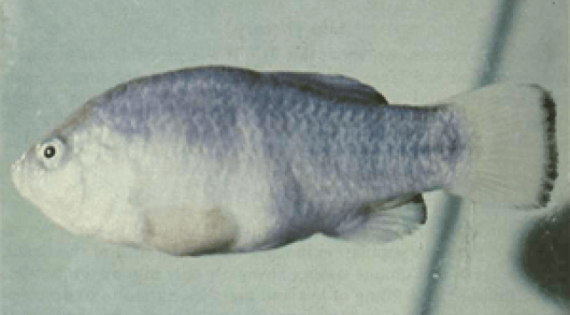 Tecopa Pupfish – Extinction